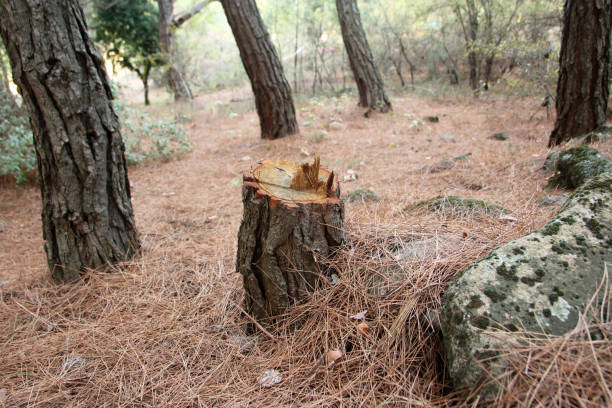 How Our Tree Care Process Works  in  Lynchburg, OH