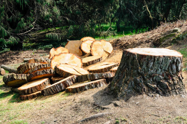 Professional Tree Removal Services in Lynchburg, OH